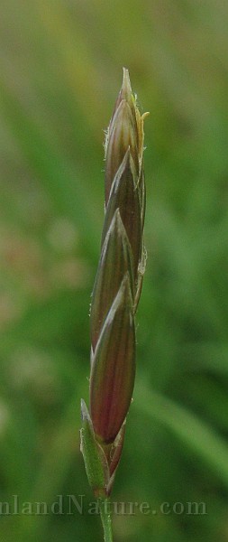 IMG_4865.jpg