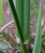 IMG_4858