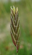 IMG_4864