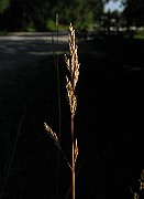 IMG_4726