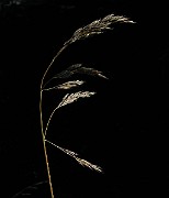 IMG_4729