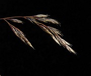 IMG_4732
