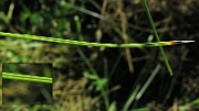 IMG_4739