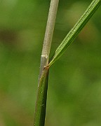 IMG_4741