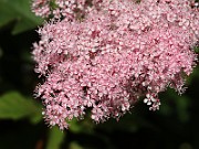 IMG_5746