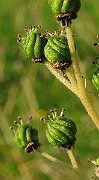 IMG_4471b