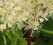 IMG_6316b