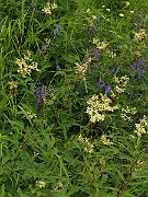 IMG_6317