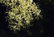 IMG_6372