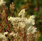 IMG_6505