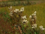 IMG_6507