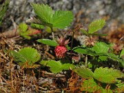IMG_6878
