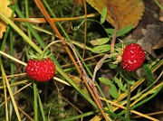 IMG_7390