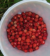 IMG_7396
