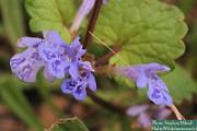 Glechoma_hederacea1