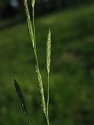 IMG_1529