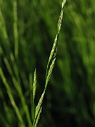 IMG_1534