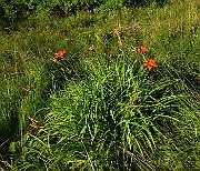 IMG_1657