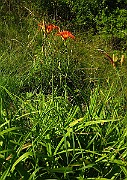 IMG_1658
