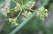 IMG_7867