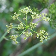 IMG_7868