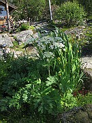 IMG_6928