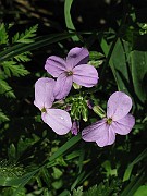 IMG_7556