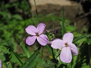 IMG_7559