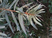 IMG_5794