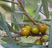 IMG_5795
