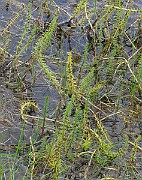 IMG_7289b