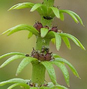 IMG_7290b