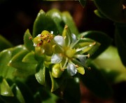 IMG_0028b