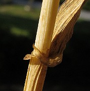 IMG_9110