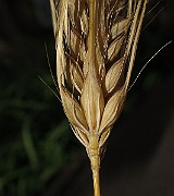 IMG_9114