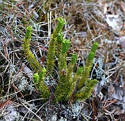 IMG_0078