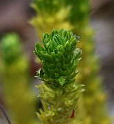 IMG_0080