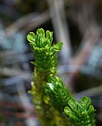 IMG_0081
