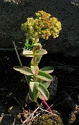 IMG_4378