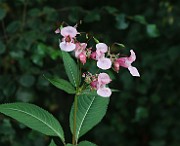 IMG_1684