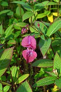 IMG_2646
