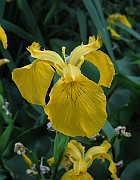 IMG_3707
