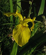 IMG_3709