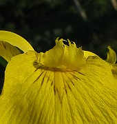 IMG_3718