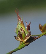 IMG_1948