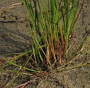 IMG_1950