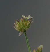 IMG_2762