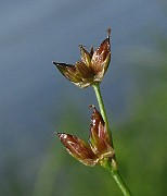 IMG_3452