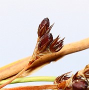 IMG_0547b