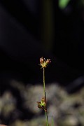 IMG_2449